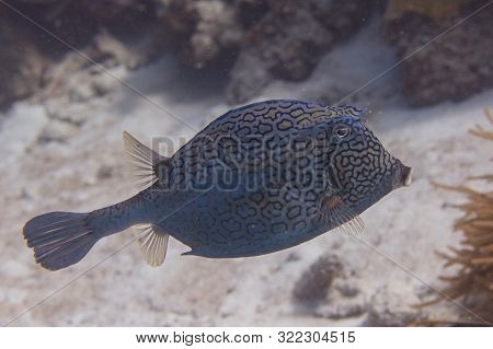 Honeycomb Cowfish
