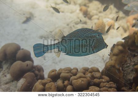 Honeycomb Cowfish