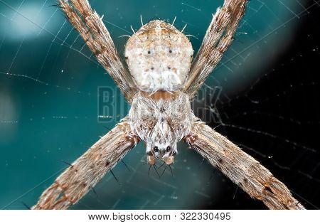 Macro Photo Of St Andrew's Cross Spider On Web Isolated On Background