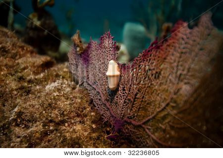 海的风扇上的火烈鸟舌头