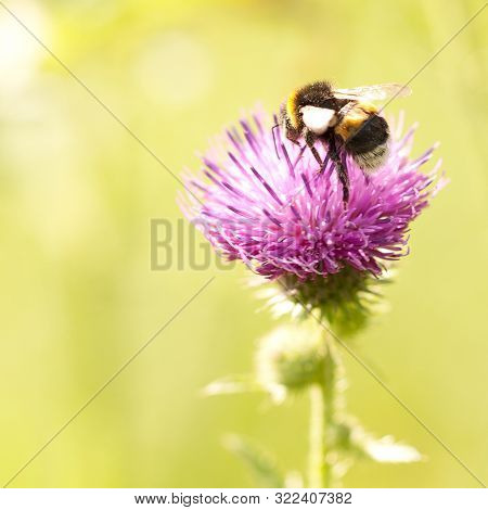 Funny Bee Collects Nectar From A Fluffy Pink Thistle Flower