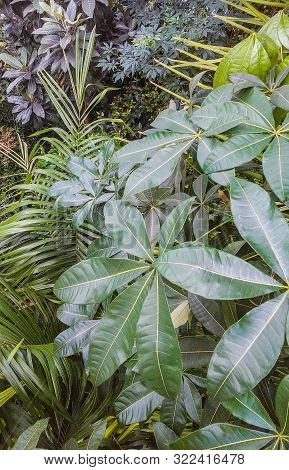 Large Leaves Of Pachira Aquatic (pachira Aquatic) In The Foreground In A Greenhouse.
