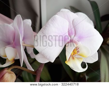 Delicate Pink Phalaenopsis Orchid Flower Closeup In A Room