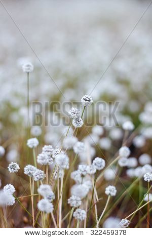 Silver Button Flower At Phu Kradueng National Park, Loei, Thailand.