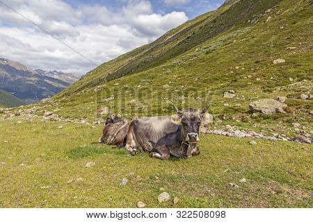 Grazing Cows In The Mountains, Passo Rombo - Timmelsjoch, Italian-austrian Border