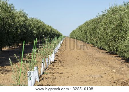 Olives And Olive Oil Production, Young Olive Trees Growing On Huge Plantations In Andalusia, Cordoba