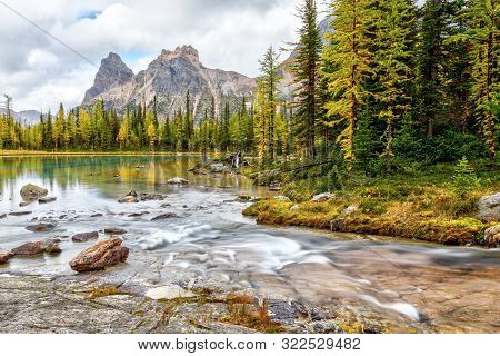Golden Larch Trees On Moor Lakes At Lake O'hara In Canadian Rockies