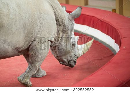 Rhinoceros Appears In The Circus. Trained Wild Animals.