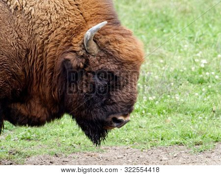 small herd of European bison (Bison bonasus), also known as Wisent or the European wood bison grazing