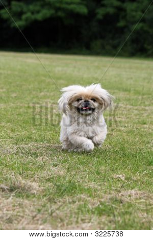 Cachorrinho correndo em um campo grande