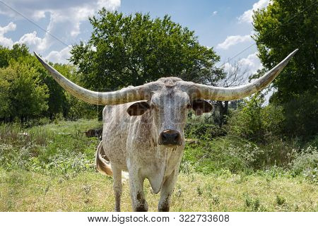 Texas Longhorn Bull Standing Pasture Close Up Photo Decor Art Print Poster 36x24