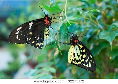 Motýlů Ornithoptera priamus (samec a samice)