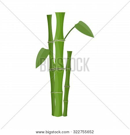 Vector Design Of Bamboo And Tree Sign. Collection Of Bamboo And Green Vector Icon For Stock.