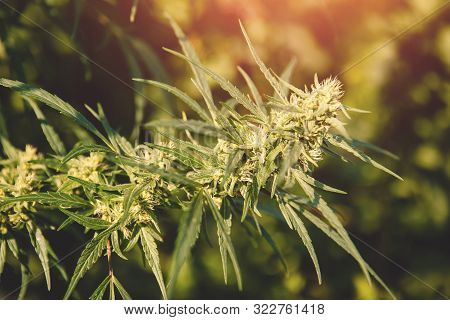 Bush Marijuana Cannabis On Blurred Background At Sunset