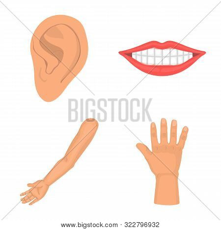 Vector Illustration Of Body And Part Icon. Set Of Body And Anatomy Stock Symbol For Web.