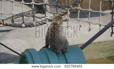 Portrait Of A Japanese Macaque Snow Monkey