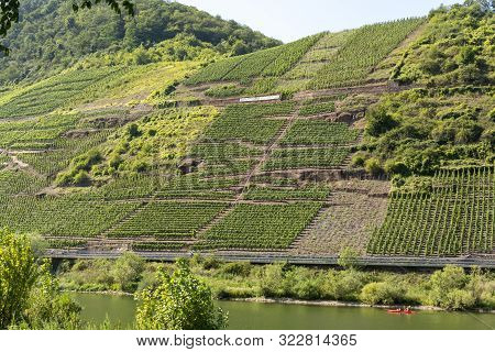 Famous Green Terraced Vineyards In Mosel River Valley, Germany, Production Of Quality White And Red