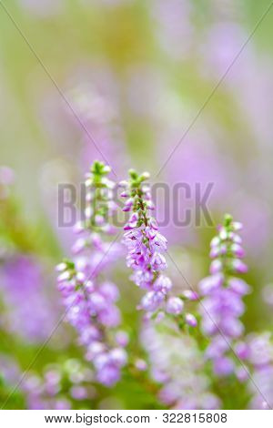 Blossom Of Heather Plant In Kempen Forest, Brabant, Netherland