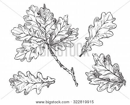 Vector Hand Drawing Set Of Monochrome Oak Tree Leaves Outline On The White Background. Fall Line Art