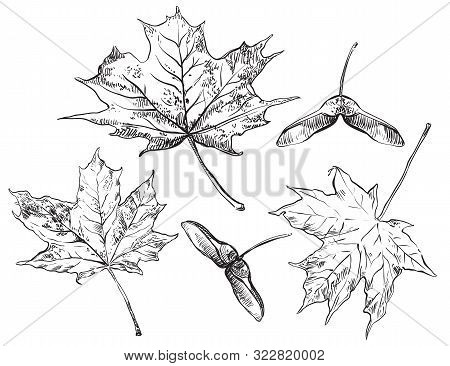 Vector Autumn Hand Drawing Set Of Maple Tree Leaves And Seeds Outline On The White Background. Fall 