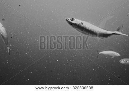 Beautiful Quiet Calm Undersea World With Fish Living In The Atlantic Ocean