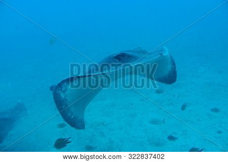Beautiful Quiet Calm Undersea World With Fish Living In The Atlantic Ocean