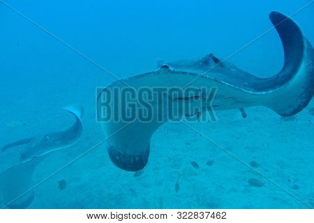 Beautiful Quiet Calm Undersea World With Fish Living In The Atlantic Ocean