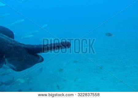 Beautiful Quiet Calm Undersea World With Fish Living In The Atlantic Ocean