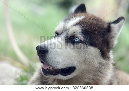 Arctic Malamute With Blue Eyes Muzzle Portrait Close Up. This Is A Fairly Large Dog Native Type