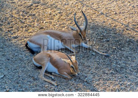 Two Dorcas Gazelle Rest In The Shade. - Image