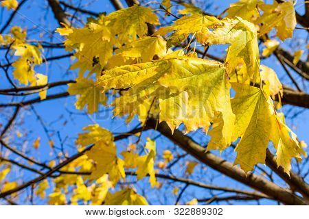 Yellow Maple Leaves Against Blue Sky On Autumn