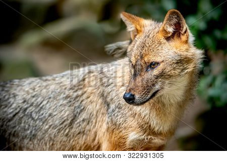 Portrait of a golden jackal/gold wolf
