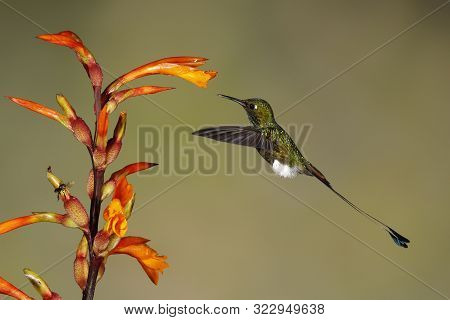 Male Booted Rackettail (ocreatus Underwoodii) Feeding At A Heliconia Flower - Tandayapa, Ecuador