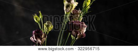 Flower On A Black Background. Rosanne Black Pearl. Close-up.
