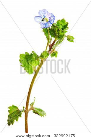 Common Field-speedwell Or  Birdeye Speedwell (veronica Persica) Isolated On White Background.
