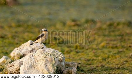 Great Grey Shrike Found In Qatar. Selective Focus