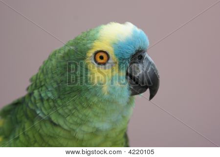 Papagaio verde