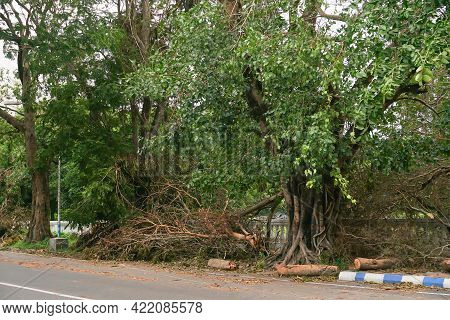 Super Cyclone Amphan Uprooted Tree Which Fell And Blocked Pavement. The Devastation Has Made Many Tr