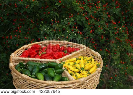 Habanero Peppers, Jalapeno Peppers And Aji Limon Peppers In Basket With Chiltepin Pepper Plant In Ba