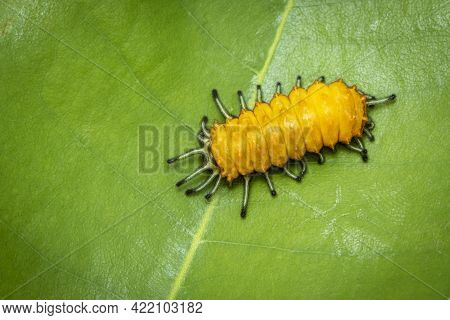 Image Of An Amber Caterpillar On Green Leaf On Natural Background. Insect. Animal.