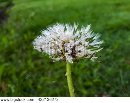Macro Close-up Shot Of Water Droplets In Wet Seeded Dandelion Plant Head Composed Of Wet, White Papp