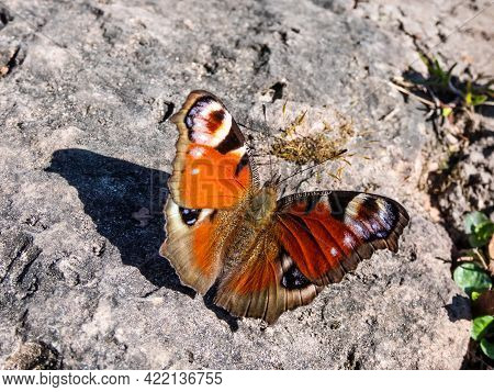 Macro Shot Of Beautiful Colourful Butterfly - European Peacock Or Peacock Butterfly (aglais Io) On T