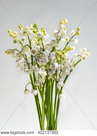 Bouquet Of Lily Of The Valley Isolated On White Background In Bright Sunlight. Delicate Floral Backg