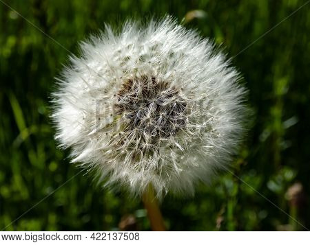 Macro Shot Of Single Dandelion (lion's Tooth) Flower Head With Seeds And Pappus In The Meadow With G