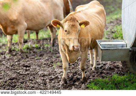 Cows On A Pasture Drink Water From A Drinking Bowl. A Barrel Of Water On Wheels. Drinking Barrel For