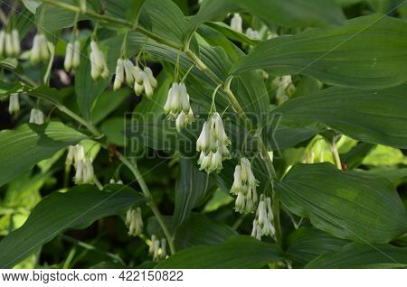 Polygonatum Odoratum Variegatum Fragrant Solomon's Seal.