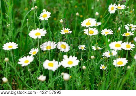 Meadow With Blooming Chamomile . Herbal Medicine . Daisy Flowers And Green Grass