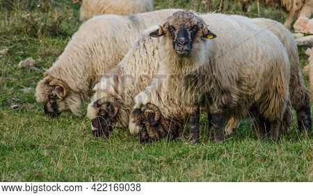 Flock Of Sheep In Fundatura Ponorului, Also Known As 