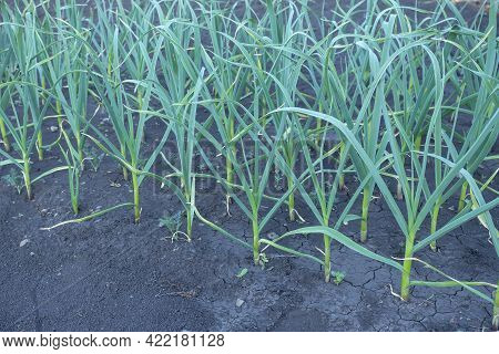 Garlic Close-up. Garlic Plantation, Even Rows Of Green Stems. Állium Satívum.