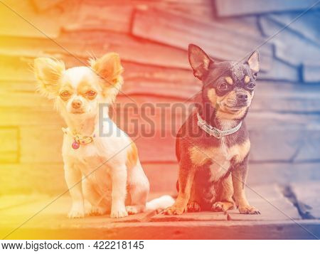 Two Little Chihuahua Dogs. Cute Domestic Pets Outdoors. Puppy And Adult Dog Black And White.